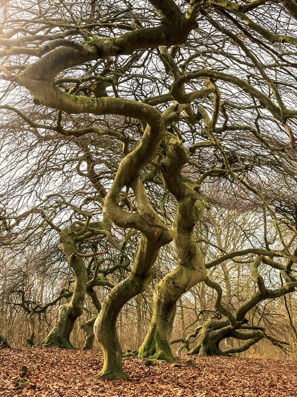 Hexenwald-Krüppelbuchen auf Rügen